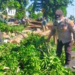 Petugas Gabungan Gerak Cepat Bersihkan Pohon Tumbang di Sidoarjo