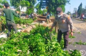 Petugas Gabungan Gerak Cepat Bersihkan Pohon Tumbang di Sidoarjo Petugas Gabungan Gerak Cepat Bersihkan Pohon Tumbang di Sidoarjo