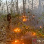 Petugas TN Baluran Situbondo Tangkap Terduga Pelaku Pembakaran Hutan