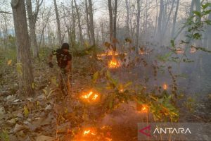 Petugas TN Baluran Situbondo Tangkap Terduga Pelaku Pembakaran Hutan