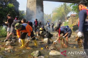 Hari Sungai Sedunia: Warga Jember Bersihkan Sungai Bedadung