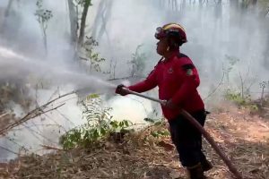 Damkar Tulungagung Jinakkan 5 Hektare Karhutla Gunung Budeg Damkar Tulungagung Jinakkan 5 Hektare Karhutla Gunung Budeg