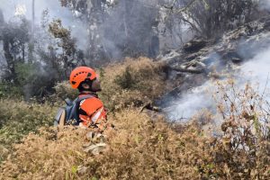 Tim Gabungan Tangani Kebakaran Hutan Gunung Butak Malang