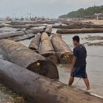 Terungkap, Ini Asal Ratusan Kayu Gelondongan Terdampar di Sumenep
