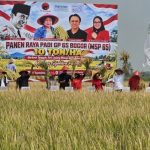 Hebat! Padi MSP 65 di Jombang Panen 10 Ton Per Hektare