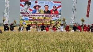 Hebat! Padi MSP 65 di Jombang Panen 10 Ton Per Hektare Hebat! Padi MSP 65 di Jombang Panen 10 Ton Per Hektare