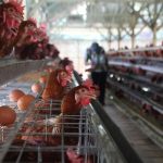Mentan Kucurkan Rp3 Triliun Bangun Pusat Bibit Ayam di Malang