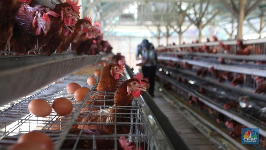 Mentan Kucurkan Rp3 Triliun Bangun Pusat Bibit Ayam di Malang Mentan Kucurkan Rp3 Triliun Bangun Pusat Bibit Ayam di Malang