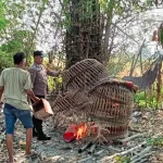 Polisi Bakar Arena Judi Sabung Ayam di Sukodono Sidoarjo
