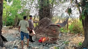 Polisi Bakar Arena Judi Sabung Ayam di Sukodono Sidoarjo Polisi Bakar Arena Judi Sabung Ayam di Sukodono Sidoarjo