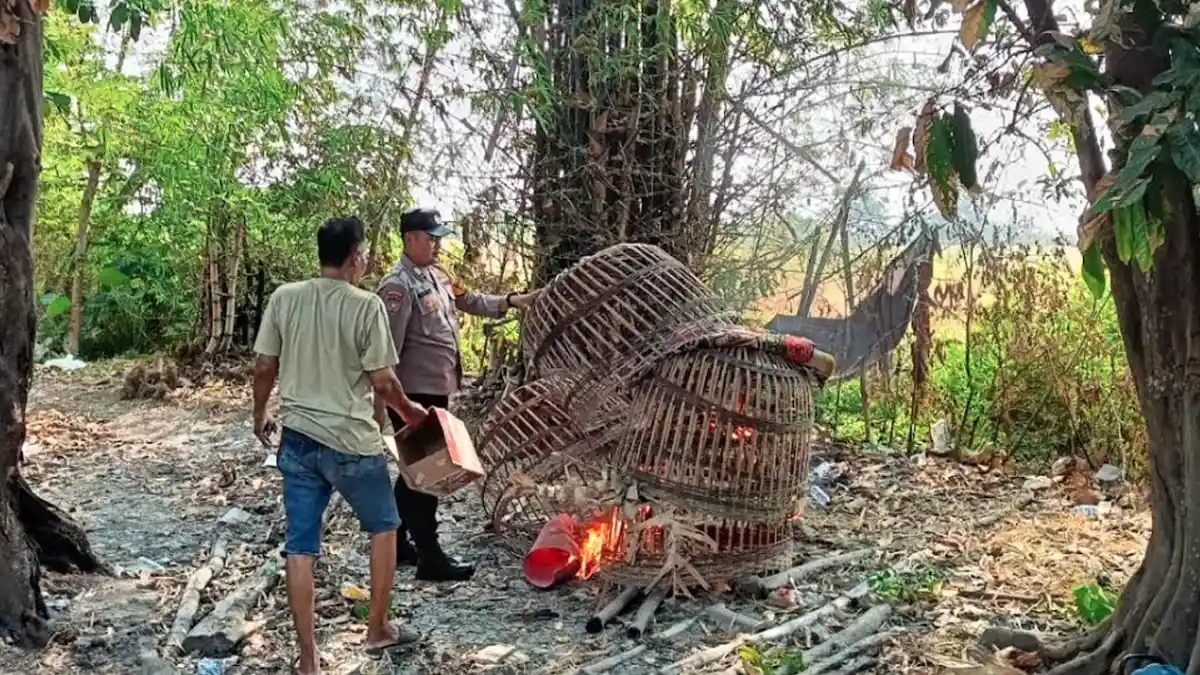 Polisi Bakar Arena Judi Sabung Ayam di Sukodono Sidoarjo Polisi Bakar Arena Judi Sabung Ayam di Sukodono Sidoarjo
