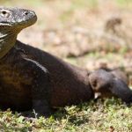 Kasus Penyelundupan Komodo ke Thailand  Dituntut 10 Tahun Penjara