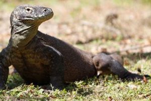 Kasus Penyelundupan Komodo ke Thailand  Dituntut 10 Tahun Penjara