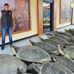 Polda Bali Gagalkan Penyelundupan 22 Penyu Hijau Jumbo