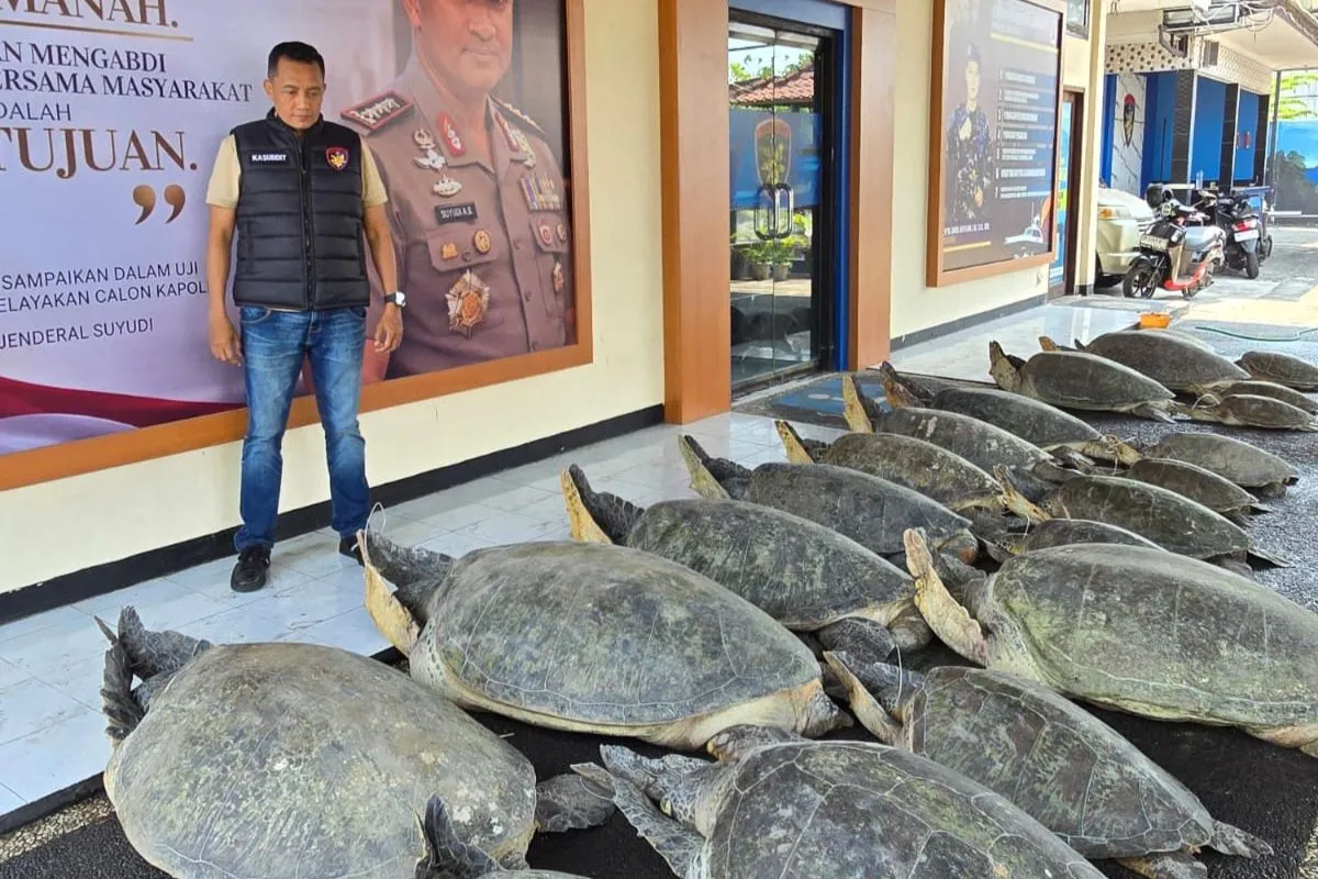 Polda Bali Gagalkan Penyelundupan 22 Penyu Hijau Jumbo